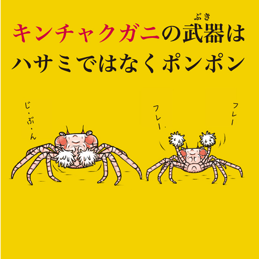 キンチャクガニの武器はハサミではなくポンポン