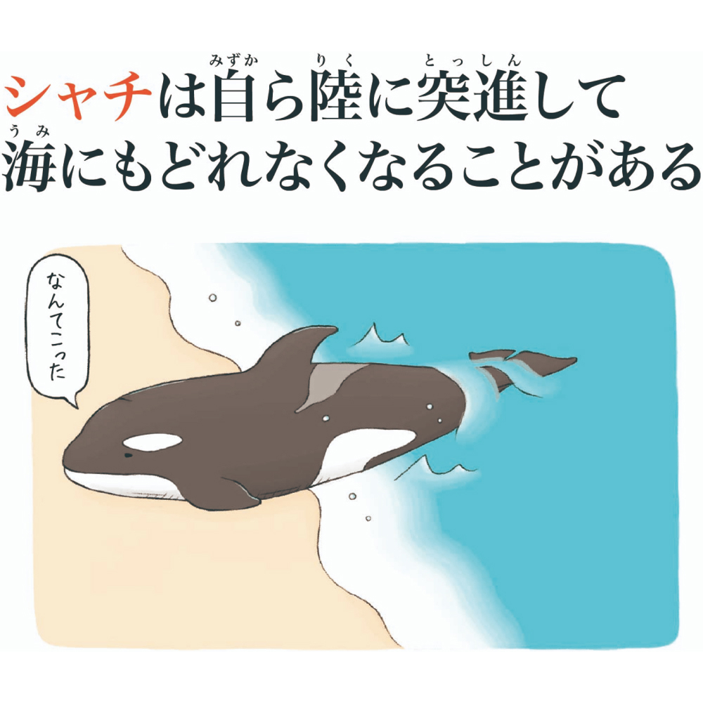 シャチは自ら陸に突進して海にもどれなくなることがある