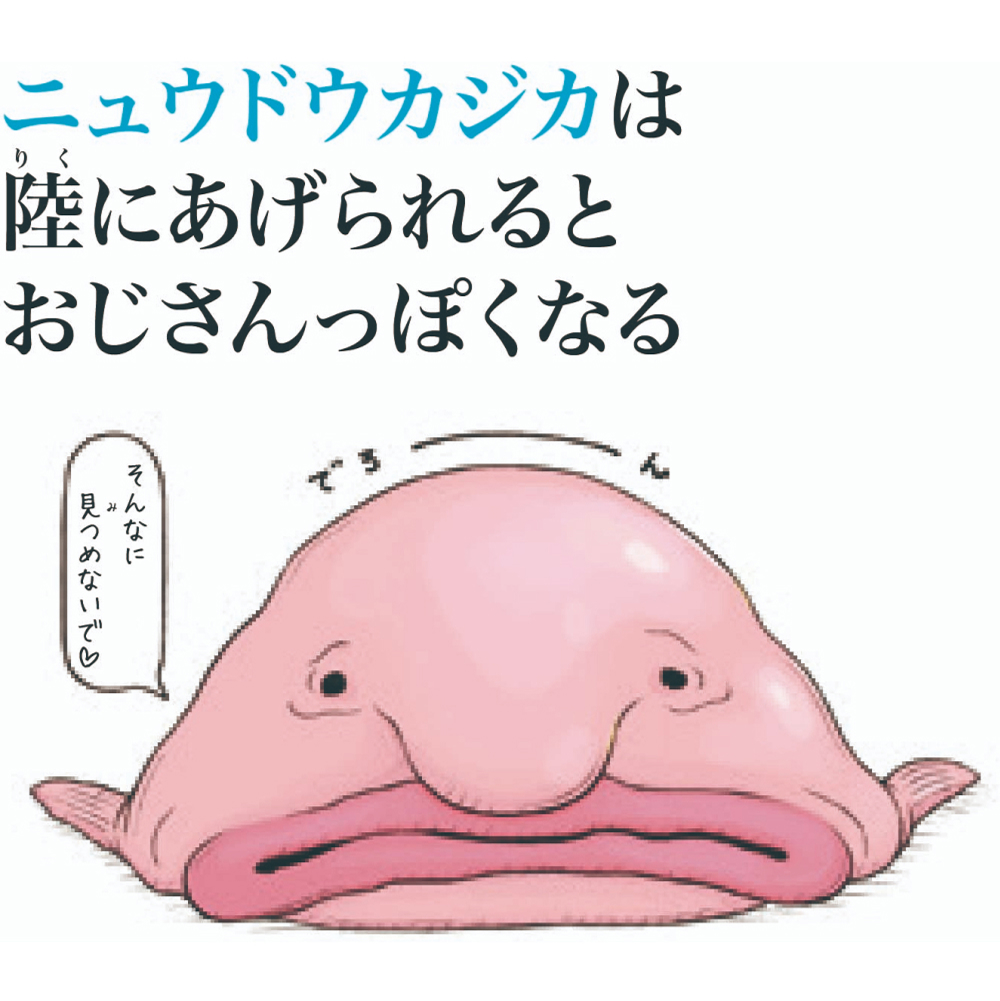 ニュウドウカジカは陸にあげられるとおじさんっぽくなる